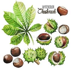 watercolor illustration of nuts and leaves