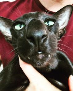 black oriental cats aesthetic shorthair ориентальная ко�шка oriental cat funny cats oriental oriental shorthair ориентал orientalcat oriental shorthair cats kitten honking cat ориентальный кот ориентальные кошки meow ориентальные котята ориентальные кошки видео orientalshorthair ориентальная порода кот ориентал black oriental cat oriental cats gato oriental cat compilation ориентал ориенталы black oriental kitty siamese short haired orientalisch kurzhaar katze funny cat Cat Tattoo, Cat Drawing