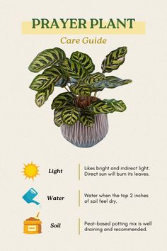 an info sheet describing how to care for a houseplant