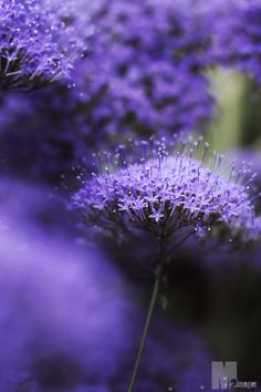 some purple flowers with words written on them