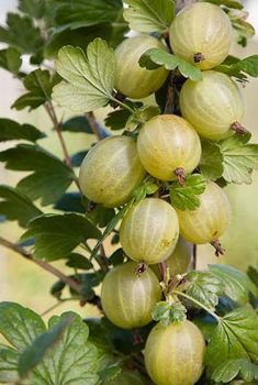 the fruit is growing on the tree branch