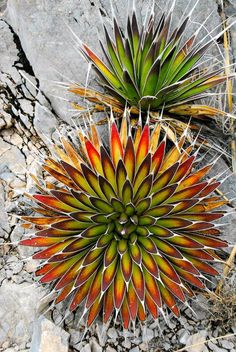 an orange and yellow flower sitting on top of rocks