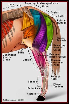 an image of the anatomy of a horse