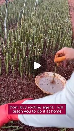 a person is cutting carrots in the ground with a garden tool and some plants behind them