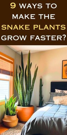 a bedroom with plants in pots and the words 9 ways to make the snake plants grow faster