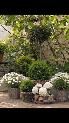 some white flowers are in baskets on the ground