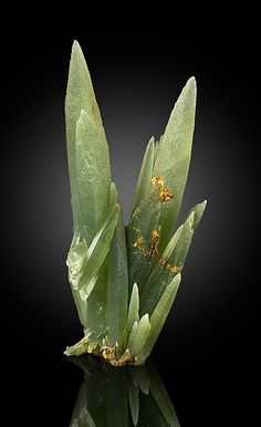 some very pretty green plants with water on it's surface in front of a black background