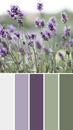 purple and green color scheme with lavender flowers in the foreground, from top to bottom