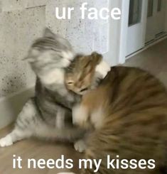 two cats playing with each other in front of a door that says, ur face it needs my kisses