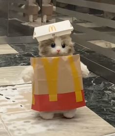 a cat that is sitting down with a mcdonald's bag