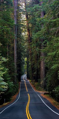 an empty road surrounded by tall trees in the middle of a forest with yellow lines painted on it