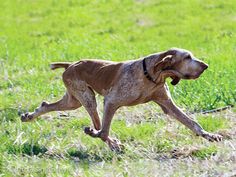 a dog running in the grass with its mouth open