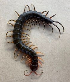 a black and brown centipeus crawling on top of a white floor next to a pair of scissors