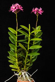 two pink flowers are growing in a pot on a black background, with roots attached to the plant