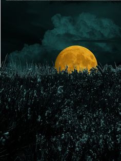 the full moon is setting over a field with tall grass and weeds in front of it