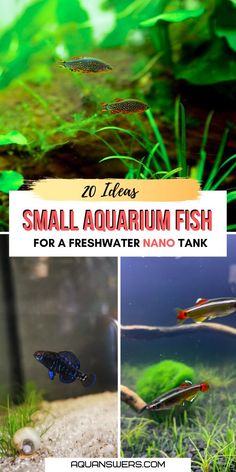 small aquarium fish for a freshwater nano tank with text overlay that says 20 ideas