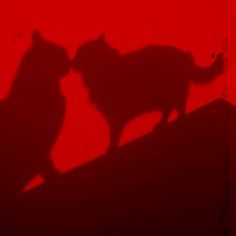 the shadow of two cats standing on top of a red wall next to each other