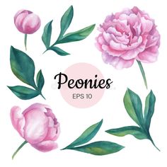 watercolor peonies with green leaves and pink flowers on white background, eps10