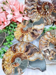 Large Sliced Ammonite Fossil Sets From Madagascar Earth Vibes, Growth And Evolution, Ammonite Fossil, Spiral Shape, Burnt Orange Color, Creature Feature, Sacred Space, Madagascar, Burnt Orange