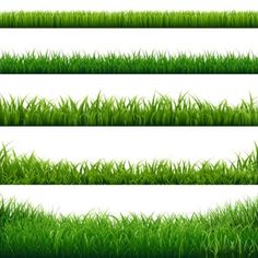 set of green grass isolated on white background