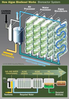 how algae biodiesel works in the water and other things that can be used to make