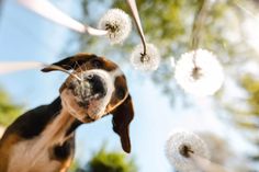 a dog looking up at dandelions in the air