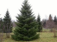 a group of pine trees in a field