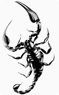 a black and white drawing of a scorpion