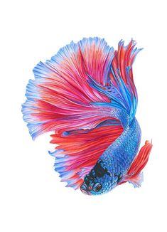 a red and blue siamese fish on a white background