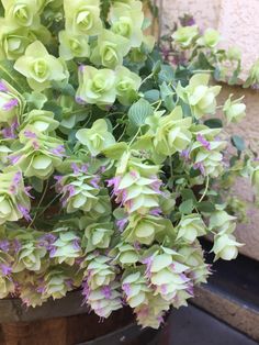 green and purple flowers are growing in a pot