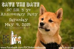 a brown and white dog wearing a black collar with the words save the date on it