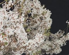 white flowers are blooming on the branches of a tree in front of a black background