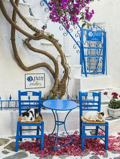 two cats sitting on chairs in front of a blue table with purple flowers around it