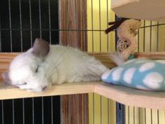 a white cat laying on top of a wooden shelf