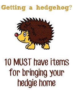 a hedgehog with the words, getting a hedgehog must have items for bringing your hedge