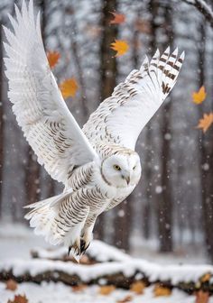 an owl is flying through the air with its wings spread in front of trees and falling leaves