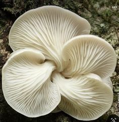 a close up of a mushroom on the ground