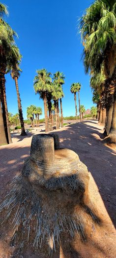 palm trees are in the background and there is a dirt road that has been covered with grass