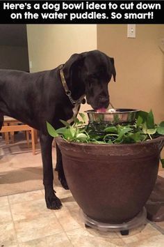 a large black dog standing next to a planter filled with water and greenery