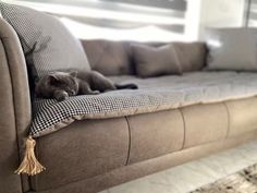 a gray cat laying on top of a couch