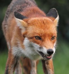 a close up of a red fox walking on grass