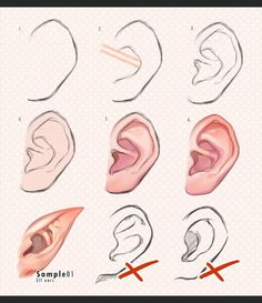 different types of ear shapes and their corresponding parts are shown in the diagram above it