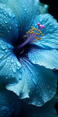 a blue flower with water droplets on it's petals and the words, stock image com