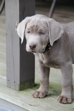 a small gray puppy standing next to a wooden post