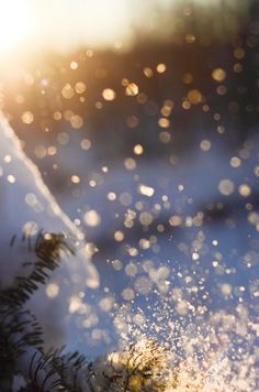 the sun shines brightly on snow covered trees and bushes in the foreground, with small droplets of water coming from them