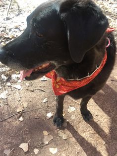 a black dog wearing a red bandana on top of it's head in the dirt