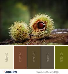 the color palette is green, brown and white with an image of two chestnuts