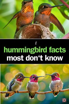 three hummingbirds sitting on top of a tree branch with the words hummingbird fact most don't know