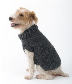 a dog wearing a sweater sitting on the ground