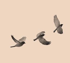 three birds flying in the air with one black and white photo behind them on a beige background